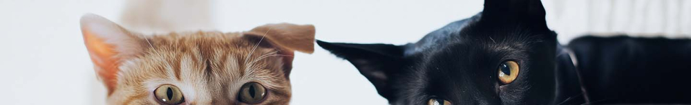 O&ugrave; se cachent les puces dans la maison ?