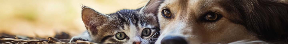 Quel antiparasitaire pour chien peut tuer un chat ?