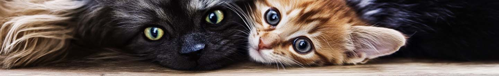 Combien de temps puis-je caresser mon chat apr&egrave;s un traitement contre les puces ?