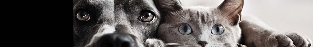 Comment faire partir les puces sur un chat naturellement ?