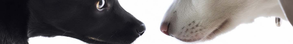 Comment tuer les puces sur un chat avec du vinaigre ?