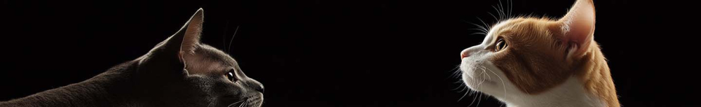 Quelle est la p&eacute;riode des puces pour les chats ?