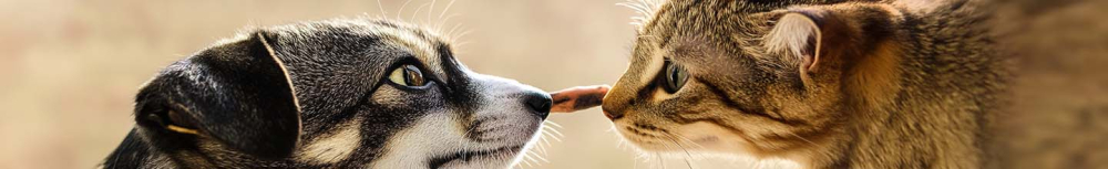 &Agrave; quelle vitesse le shampoing anti-puces agit-il ?