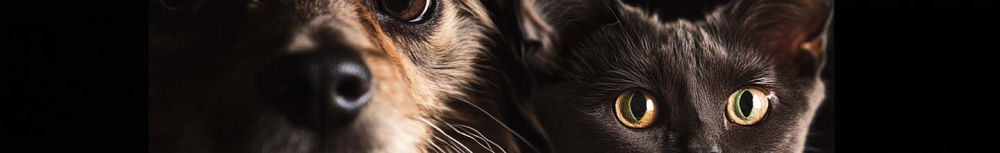 Comment faire pour que mon chat n'est plus de puces ?