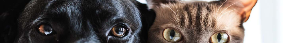 Quels sont les effets secondaires du vermifuge pour chien ?