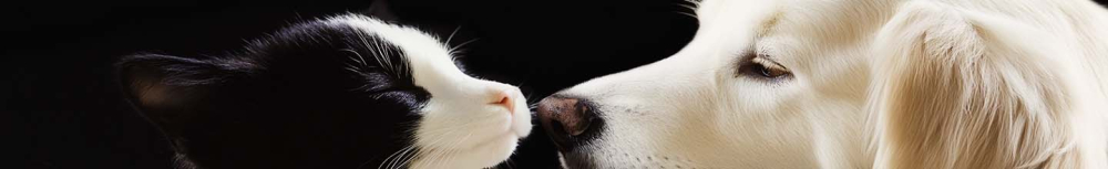 Combien de bombes anti-puces par pi&egrave;ce ?