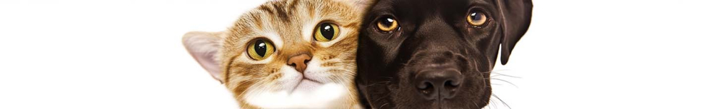 Combien de temps faut-il pour se d&eacute;barrasser des puces ?