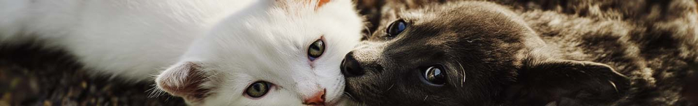 Combien de temps les bombes anti-puces fument-elles ?