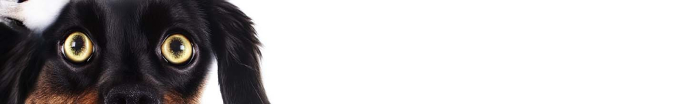 Combien de temps les bombes anti-puces sont-elles pulv&eacute;ris&eacute;es ?