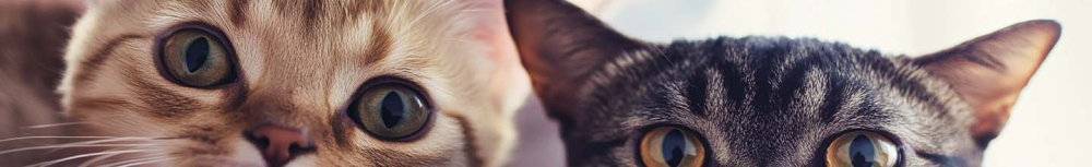 Comment d&eacute;sinfecter une maison remplie de puces ?