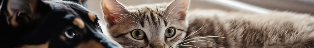 Comment nettoyer une chambre avec des puces ?