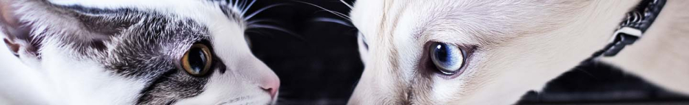 Comment savoir si ma maison est infest&eacute; de puces ?