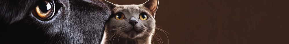 Comment se d&eacute;barrasser de puces sur un canap&eacute; ?