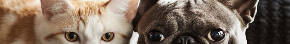 Comment se d&eacute;barrasser des puces sur les v&ecirc;tements ?