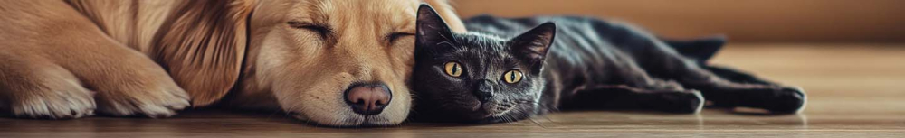 Comment se d&eacute;barrasser des puces sur un canap&eacute; ?