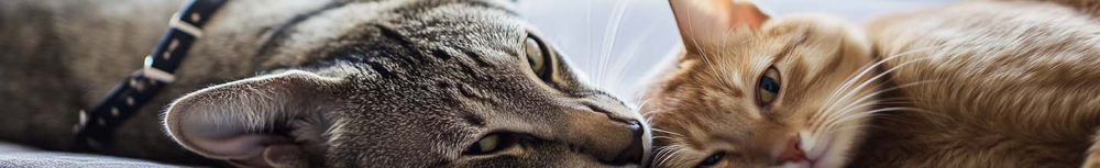 Comment traiter un canap&eacute; contre les puces ?