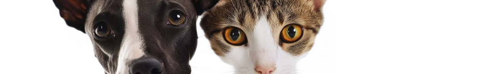 Comment tuer radicalement les puces ?