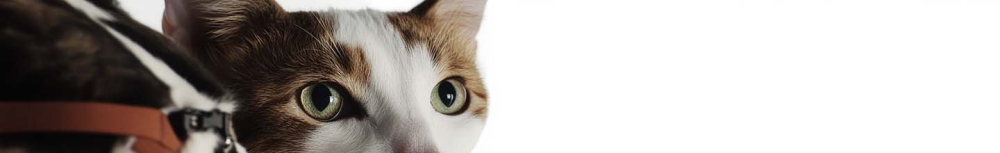 Faut-il passer l'aspirateur apr&egrave;s un spray anti-puces ?