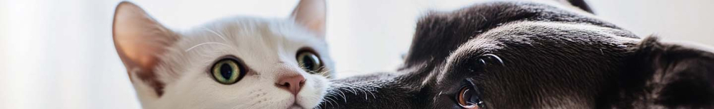 Faut-il passer l&rsquo;aspirateur avant ou apr&egrave;s la bombe anti-puces ?