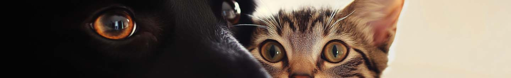 Pouvez-vous rester dans la maison avec une bombe anti-puces ?