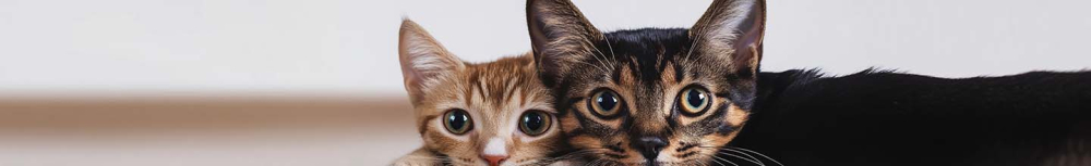 Que faire si les bombes anti-puces ne fonctionnent pas ?