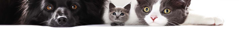 Quel est le meilleur fumig&egrave;ne contre les puces ?