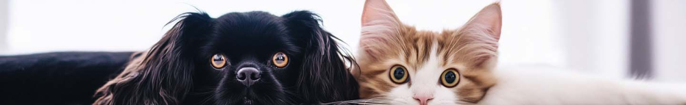 Combien de temps faut-il pour se d&eacute;barrasser des puces dans votre maison ?