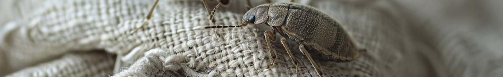 Comment choisir un anti acarien ?