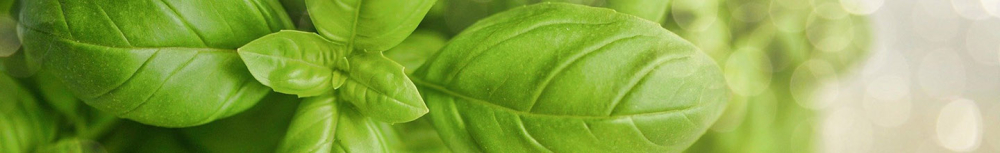 Comment utiliser l&rsquo;huile essentielle de basilic&thinsp;?