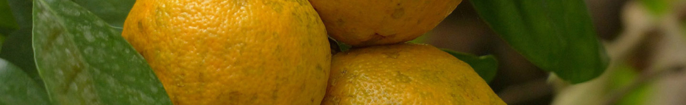 Comment utiliser l&rsquo;huile essentielle de petit grain bigarade&thinsp;?