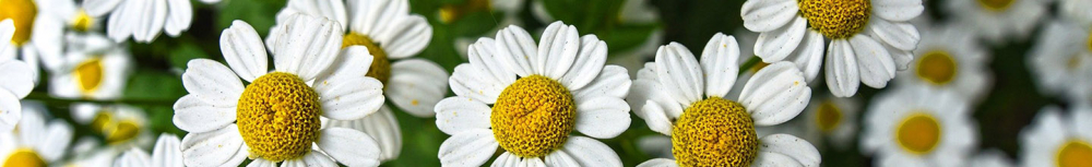 Comment utiliser l&rsquo;huile essentielle de camomille romaine&thinsp;?