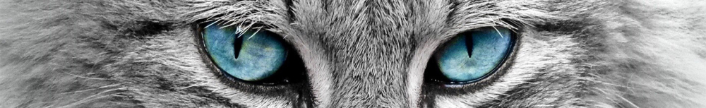 Comment se manifeste une allergie au chat ?