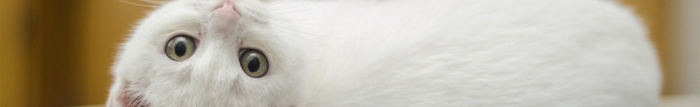 Quels anti inflammatoires peut on donner au chat ?