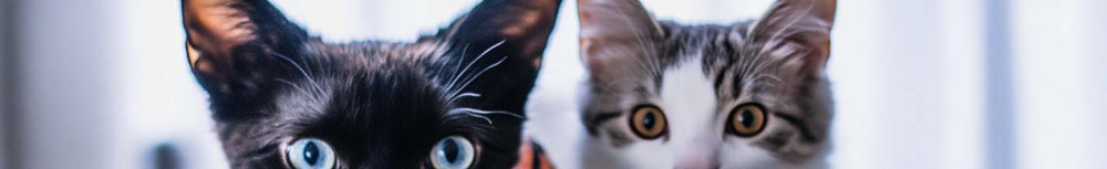 Comment vermifuger un chien sans vermifuge ?