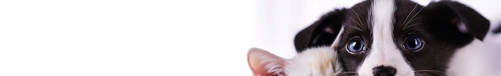 Est-ce que le vermifuge agit vite ?