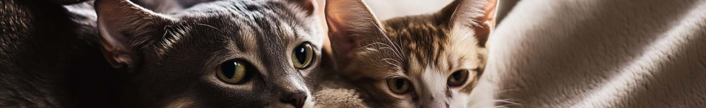 Faut-il aller chez le v&eacute;t&eacute;rinaire pour des vers ?