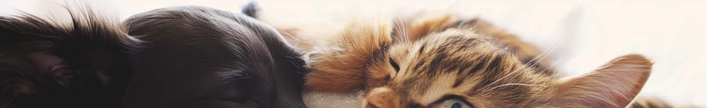 &Agrave; quelle fr&eacute;quence faut-il vermifuger ?