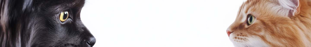 Les vermifuges pour chiens en vente libre fonctionnent-ils ?