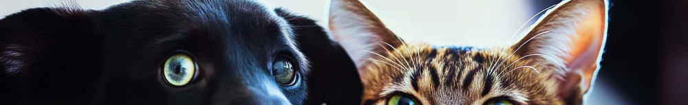 Les vermifuges sont-ils sans danger pour les chiens ?