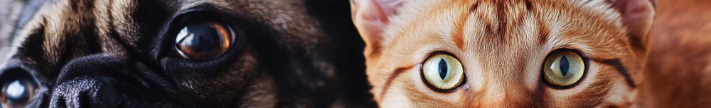 Comment savoir si mon chien a besoin d'&ecirc;tre vermifuge ?