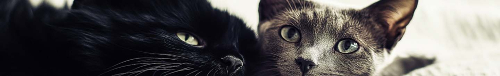 Comment savoir si mon chien a besoin d'&ecirc;tre vermifug&eacute; ?