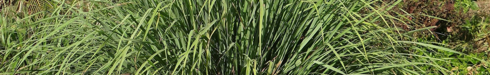 Comment utiliser l&rsquo;huile essentielle citronnelle ?