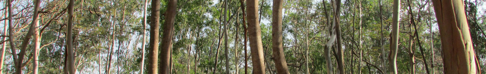 Comment utiliser l&rsquo;huile essentielle d&rsquo;eucalyptus radi&eacute; ?