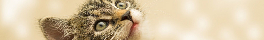 Comment soigner les animaux avec les fleurs de bach ?