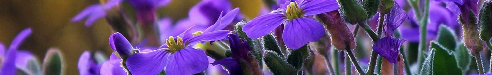 Comment utiliser l&rsquo;huile essentielle g&eacute;ranium ?