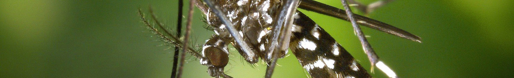 Comment &eacute;loigner les moustiques avec des huiles essentielles ?