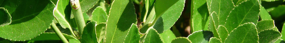 Comment utiliser l&rsquo;huile essentielle de laurier noble&thinsp;?