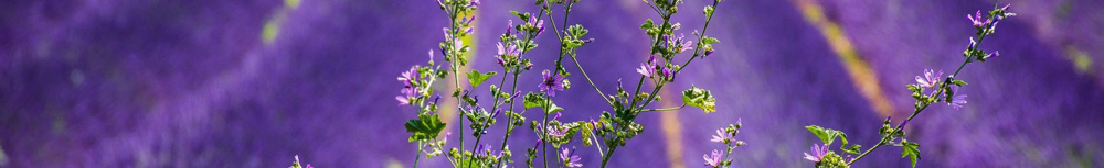 Comment utiliser l&rsquo;huile essentielle lavande fine ?