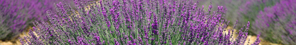 Comment utiliser l&rsquo;huile essentielle de lavande ?