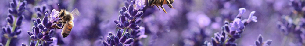 Comment utiliser l&rsquo;huile essentielle lavande vraie ?